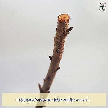 Amazon.co.jp: ITANSE 桜 八重桜 4.5号 1個売り 品種で
